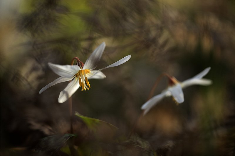 Кавказ первоцветныйphoto preview