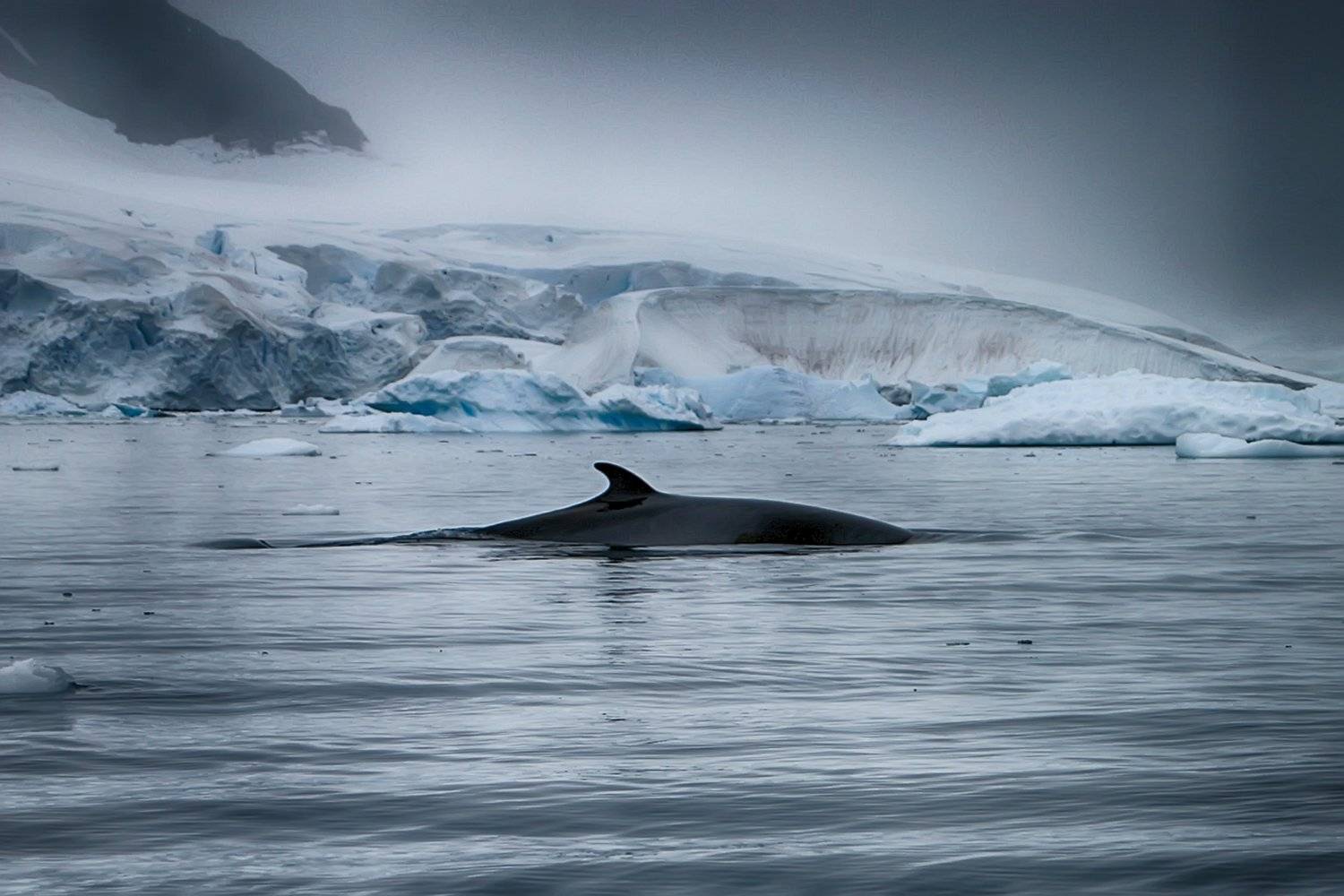 , Николай Шелепов
