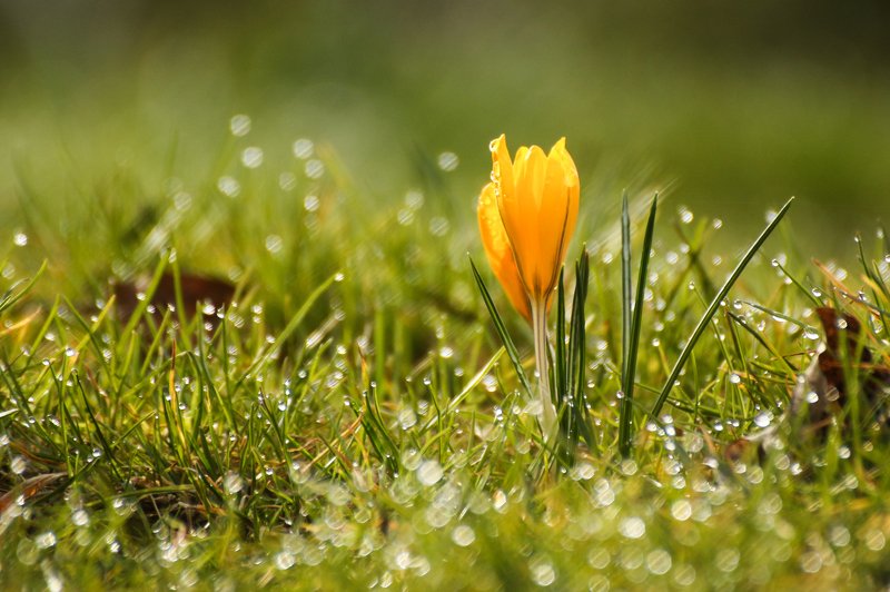 весна, цветы, крокусы, капли Первые крокусыphoto preview