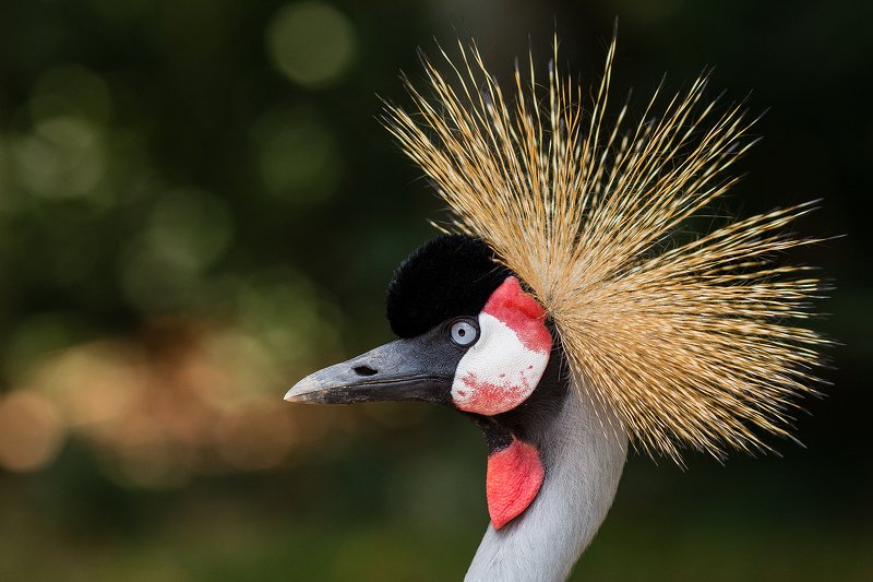 Восточный венценосный журавль.photo preview