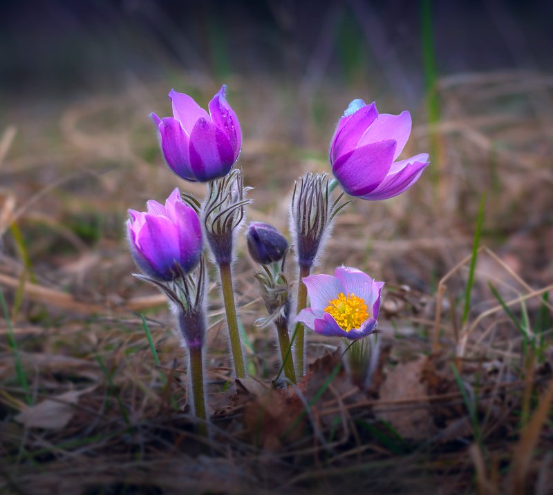 весна, цветы, сон-, трава На холодном ветру фото превью