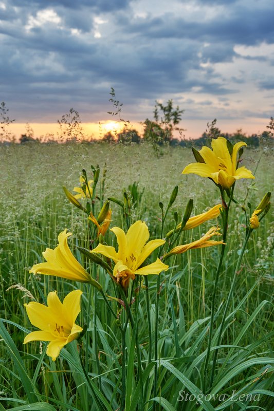 рассвет, цветы Утро на лугуphoto preview