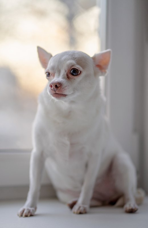 собака, sony, 85 собака-подозревакаphoto preview