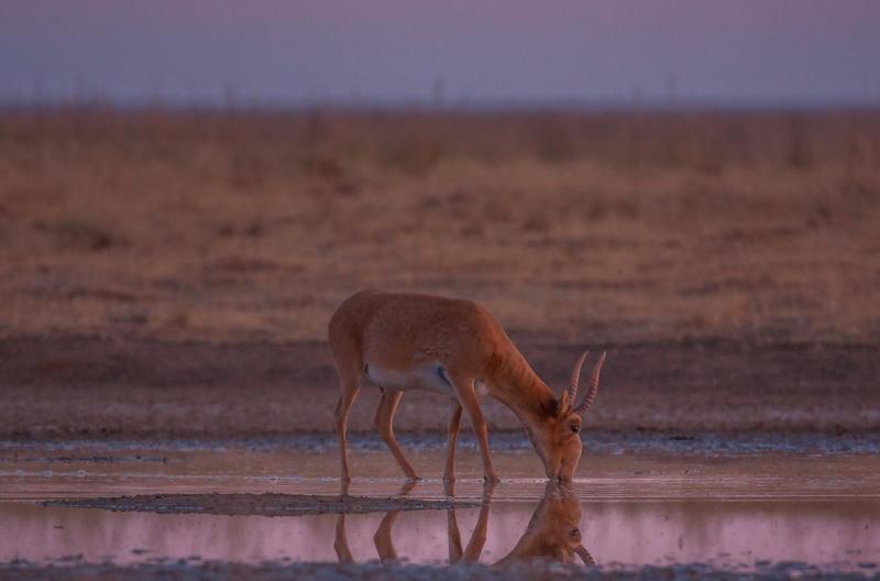 сайга́к — парнокопытное млекопитающее из подсемейства настоящих антилоп. в 2002 году международным союзом охраны природы этот вид был отнесён к категории «cr», то есть «находящийся в критическом состоянии» САЙГАК - раннее утро (Астраханский гос.заповедник ,,Степной,,photo preview