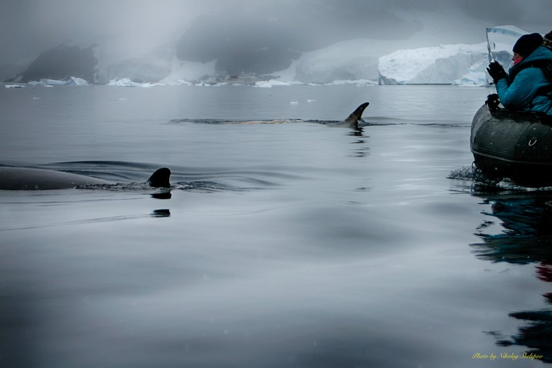 Антарктида 50. Так мы наблюдали за китами фото превью