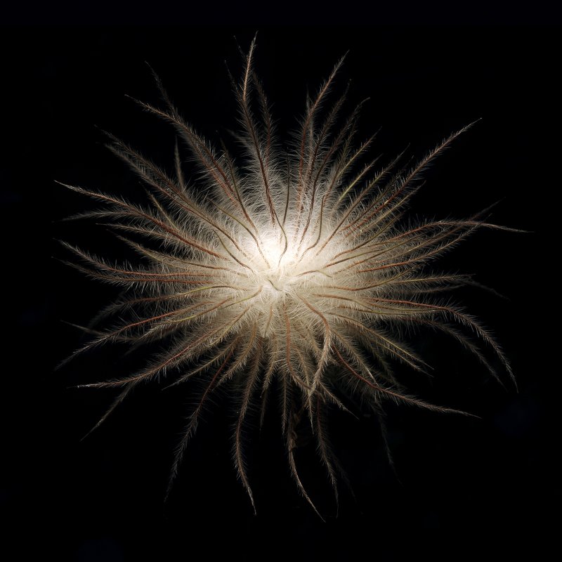 Пушистикphoto preview