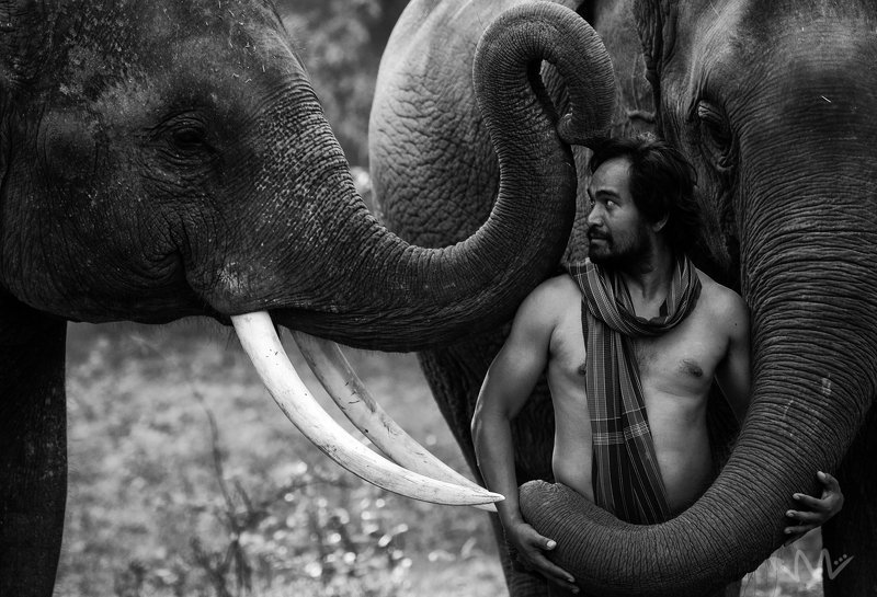 portriat,animal,elephant,man,mahout,Thailand,wildlife,male,Thai, Good Friend !!! photo preview