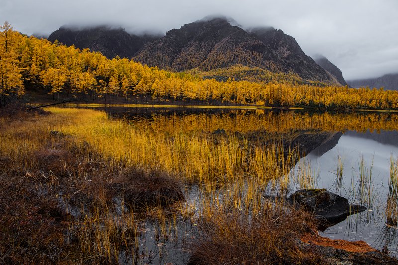 забайкалье  кодарский хребет осень горы лиственница НАСТРОЕНИЕ - ОСЕНЬ.photo preview