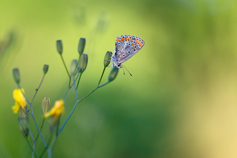 butterfly,macro,nature,wild,beautiful,insects,insect,wildlife, Butterflyphoto preview