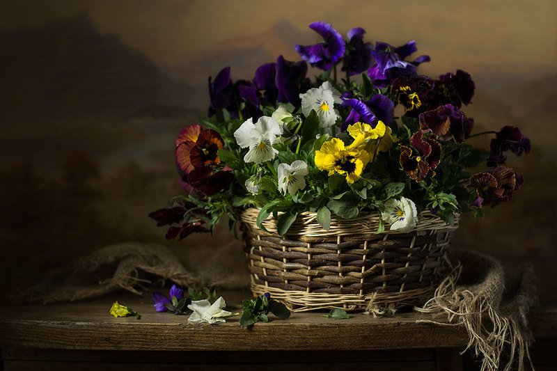 натюрморт с анютиными глазками,виолы,весна,цветы,художественное фото,искусство. photo preview