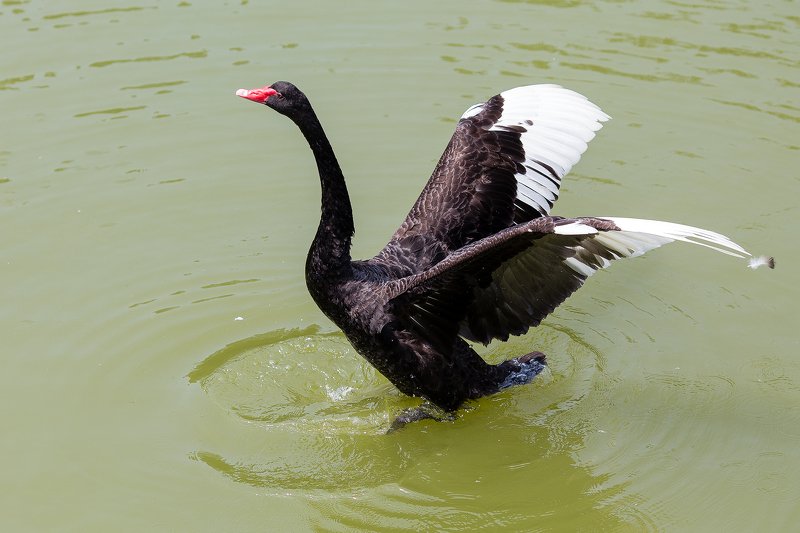 Черный лебедьphoto preview