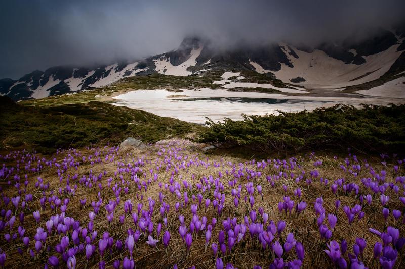 Минзухарени полета - Рилаphoto preview