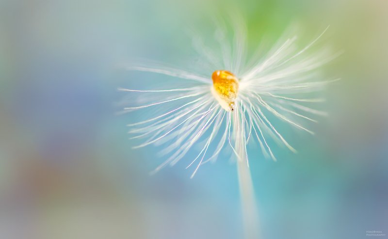 макро, пушинка, одуванчик, улитка, янтарка,  macro, feather, dandelion, snail, Одна меньше другойphoto preview