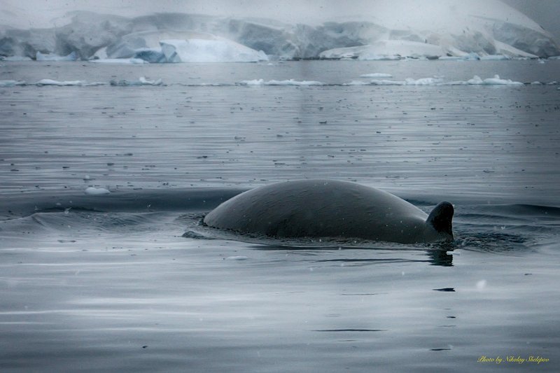Антарктида 51 фото превью