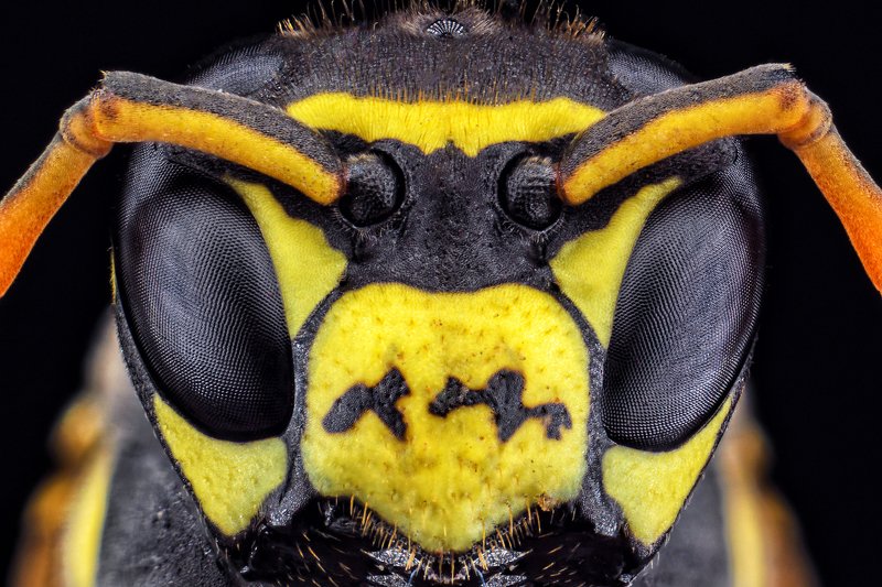 оса, полосатая муха, насекомое, макро, глаза, сетка. Осаphoto preview