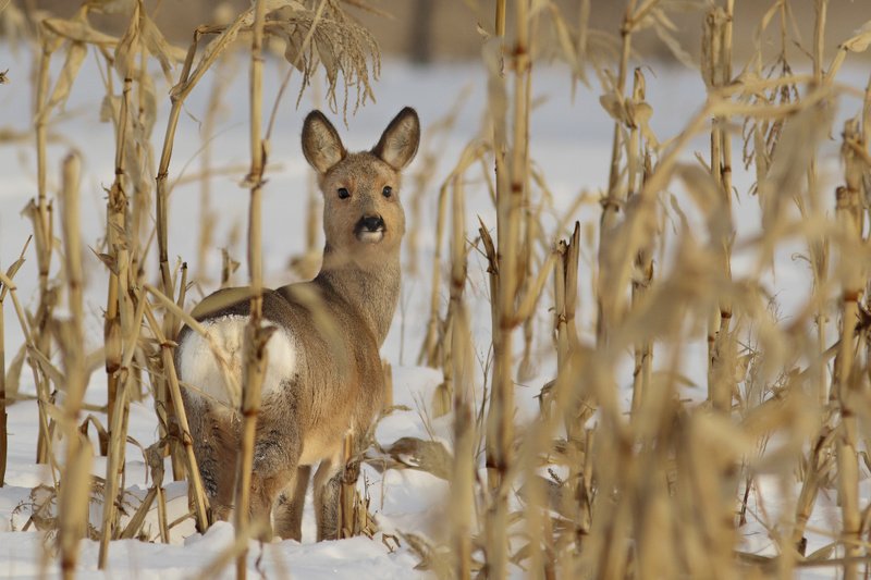 кукурузникphoto preview