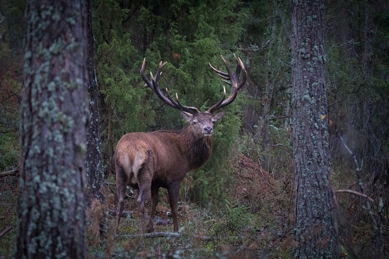 Кто олень?Я олень?photo preview