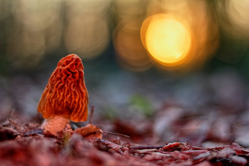 Morchella фото превью