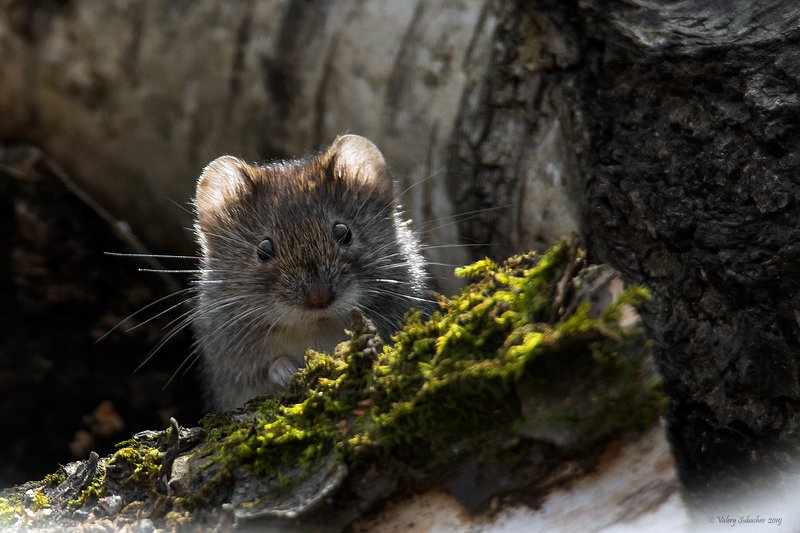 Горошенкаphoto preview