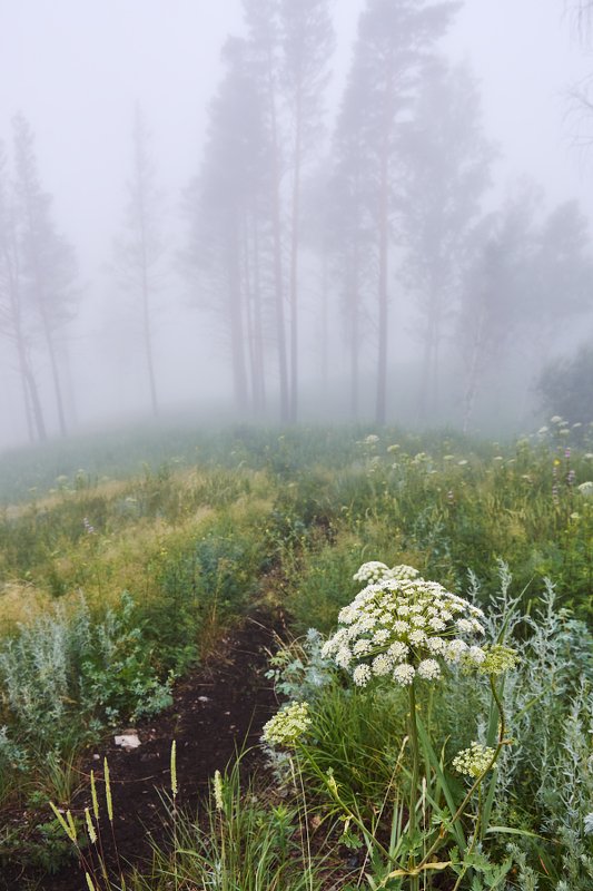 рассвет, цветы, туман Мистический туманphoto preview