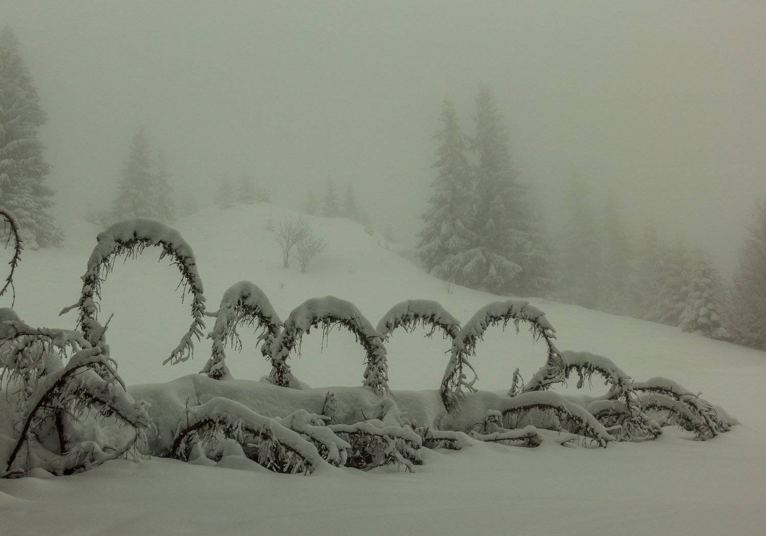 Winter in the Vladeasa Mountains.. Автор: Comșa Bogdan landscape winter mountains snow fog photography photo canvas wallpaper nature trees frame view , Comșa Bogdan