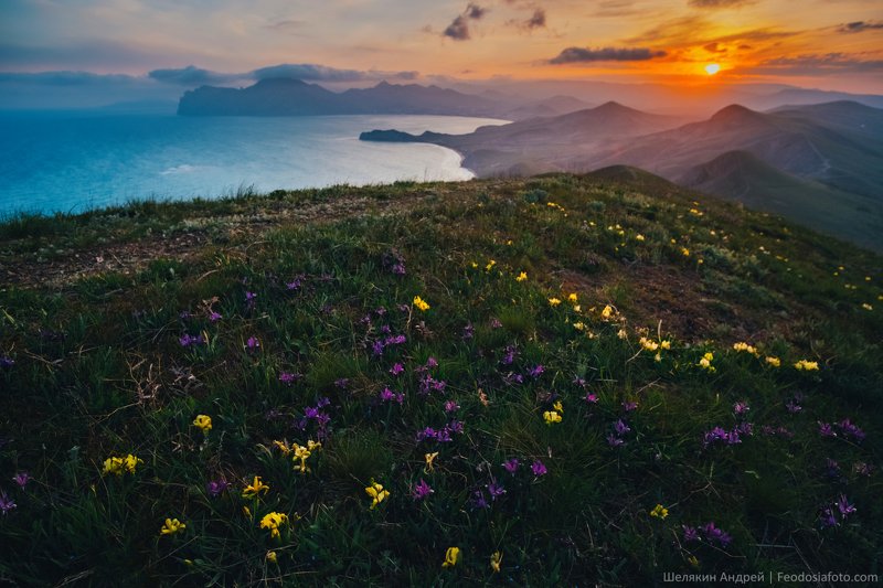 крым,  коктебель Дикие Ирисыphoto preview