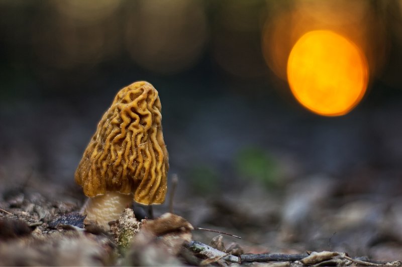 Morchella фото превью