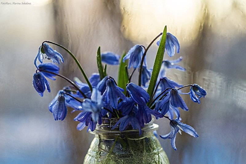 Первоцветы.photo preview