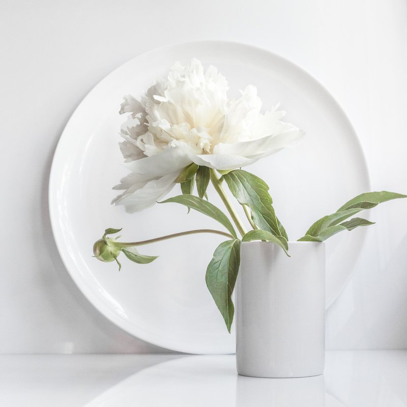 белое, минимализм, пион, круг Белый минималистичный натюрмортphoto preview