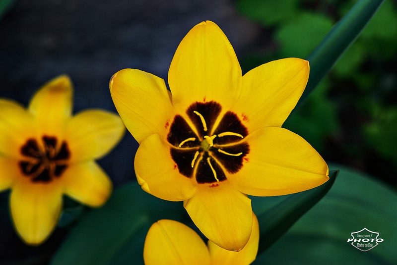 первый тюльпанphoto preview