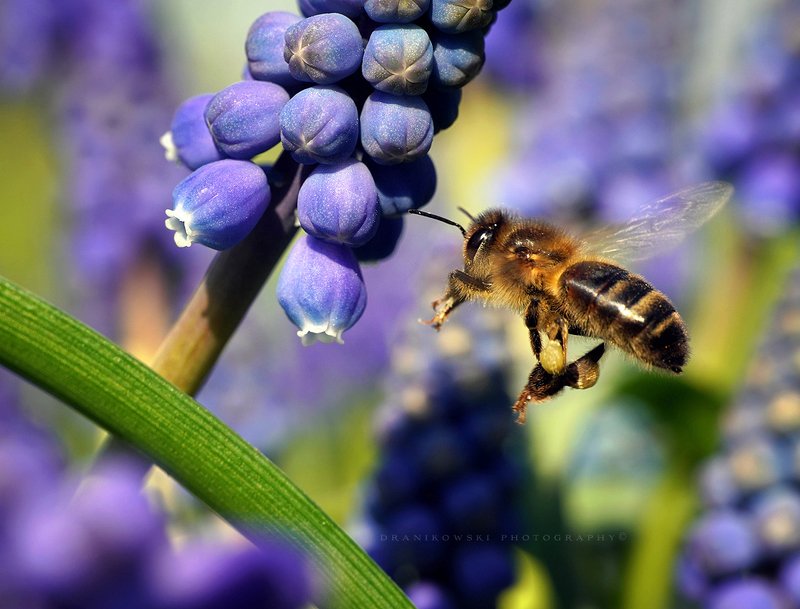 in flight bee пчела macro m42 flower dranikowski pszczola raynox flowers In flightphoto preview