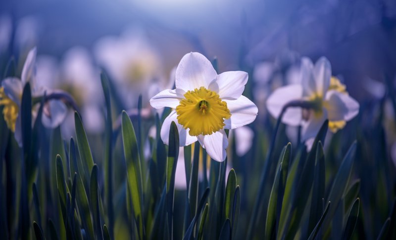 daffodil flower blossom spring white yellow light  daffodilphoto preview