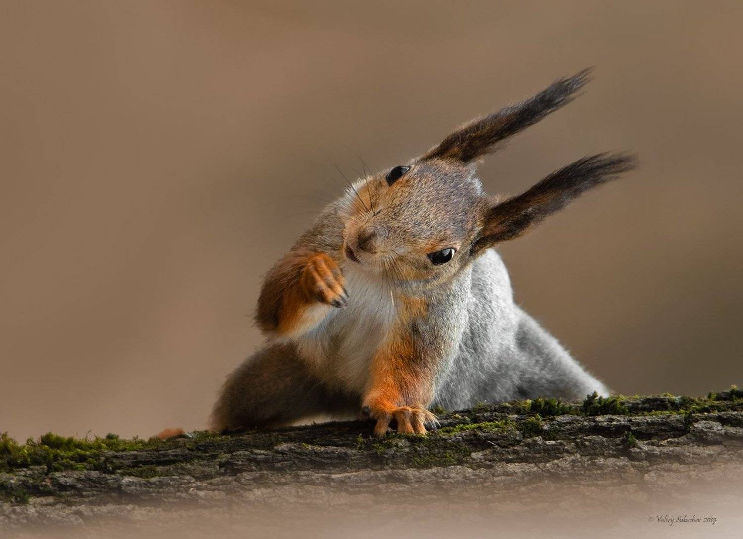 Упражнение на бревне. Автор: Валерий Субачев , Валерий Субачев