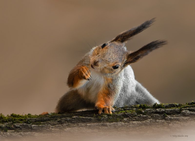 Упражнение на бревнеphoto preview