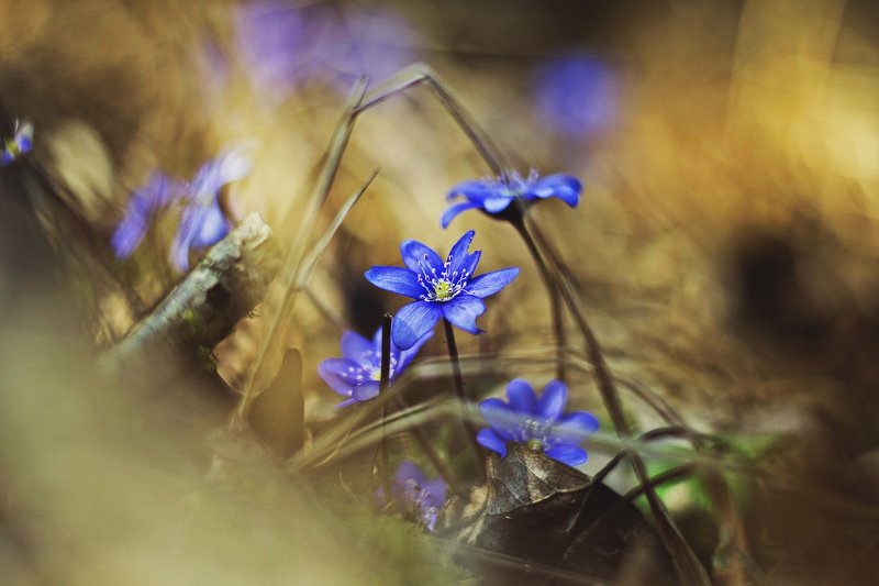 nature, flower, day, nice,photo Flower*photo preview