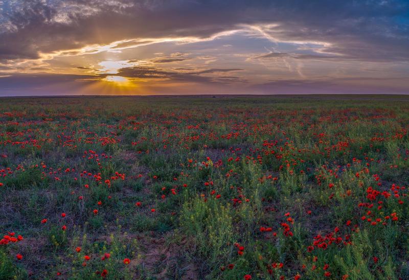 степь — равнина, поросшая травянистой растительностью, в умеренных и субтропических зонах северного и южного полушарий.астраханская обл. лиманский район МАКИ, АСТРАХАНСКАЯ СТЕПЬ (весна)photo preview