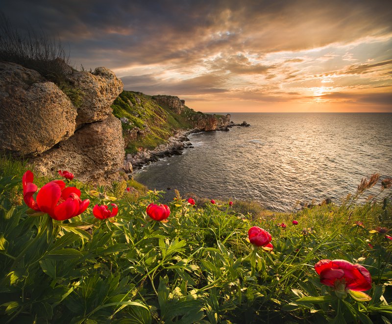 bulgaria, yailata, black sea, peonies The wild nature of Bulgariaphoto preview