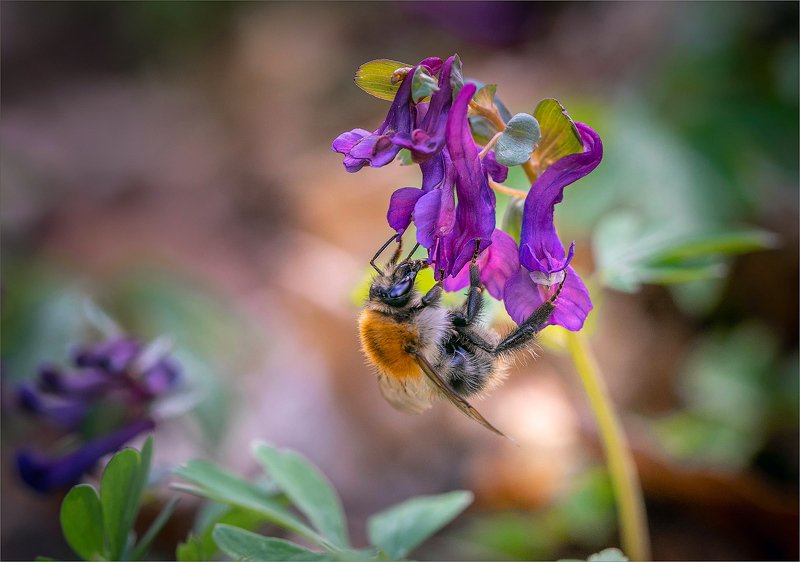 Как-то шмель устал летать ... photo preview
