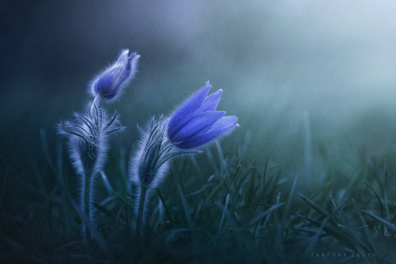 чехия,pulsatilla grandis ,zanfoar,czech republic,czech Pulsatilla grandis II.photo preview