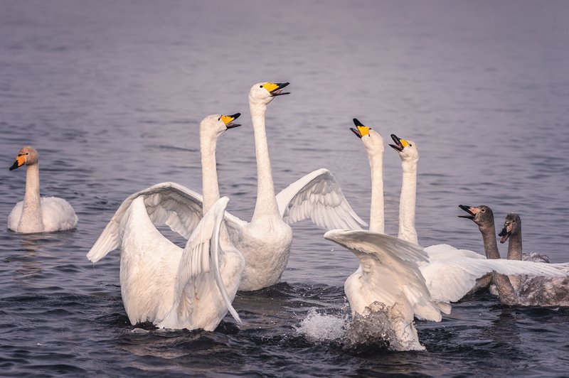 Лебеди, Озеро, Светлое Квартетphoto preview