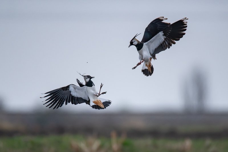Чибисы (Vanellus vanellus)photo preview