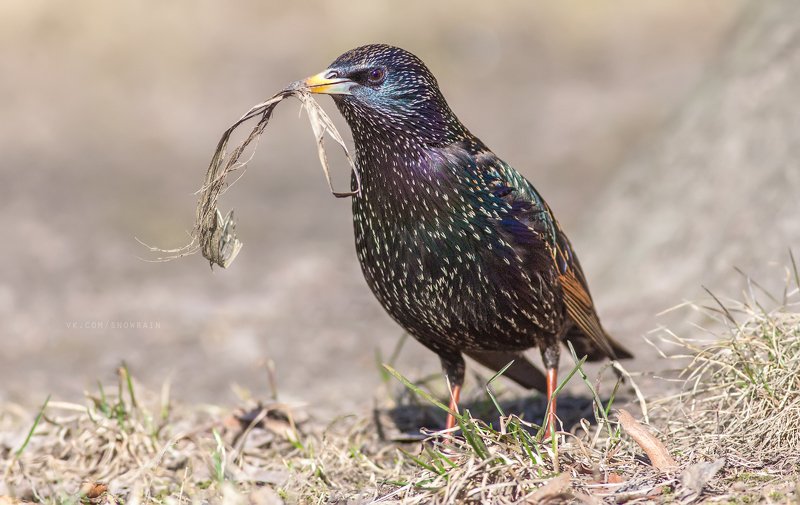 wildlife photography, sturnus vulgaris, birds, скворец, фотоохота, птицы, анималистика, дикая природа, birdwatching Скворец - строительphoto preview