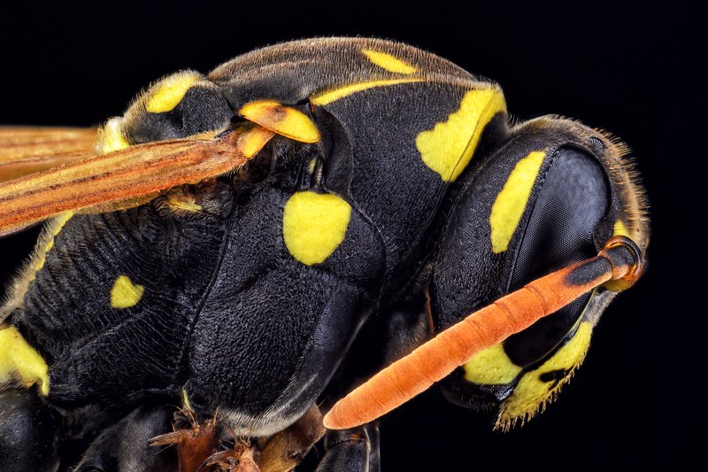 Оса, полосатая муха, насекомое, макро, глаза, сетка. Полосатая мухаphoto preview