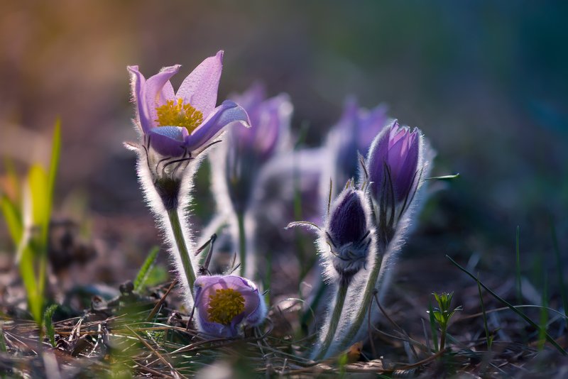 весна, цветы, сон-, трава Волшебница-весна фото превью