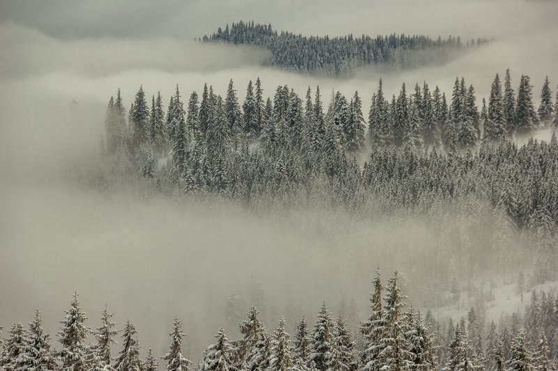 landscape winter mountains snow fog photography photo canvas wallpaper nature trees frame view  Winter in the Vladeasa Mountains. photo preview