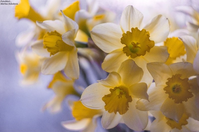 Весеннее настроение ...photo preview