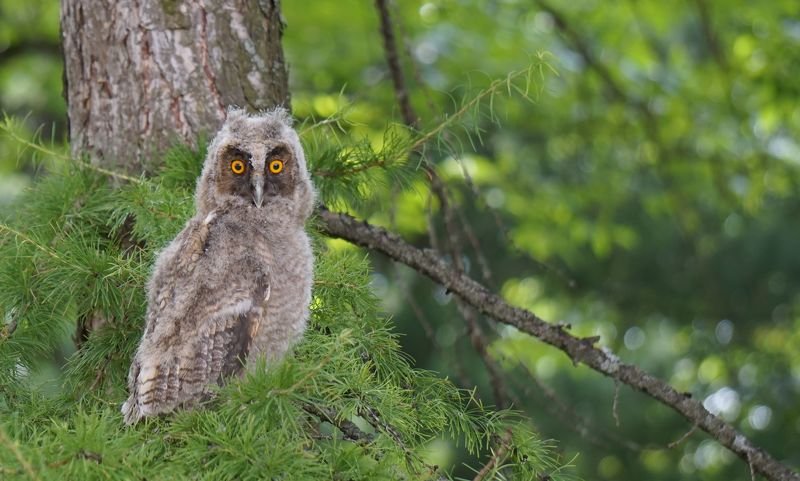 #сова #птицы  Недооперившийсяphoto preview