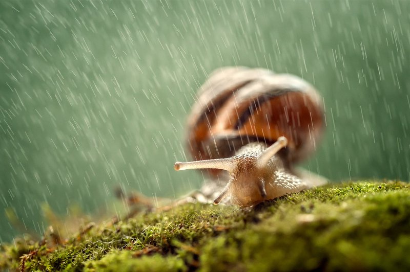 улитка, дождь, капли, непогода, макро, ракушка photo preview