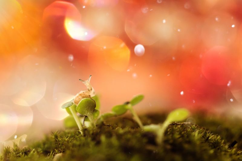 улитка, макро, боке, грезы photo preview