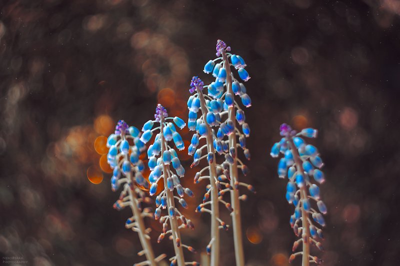 макро, природа, цветы, мускари, боке, гелиос, macro, nature, flowers, muscari, bokeh, helios, Мускариphoto preview